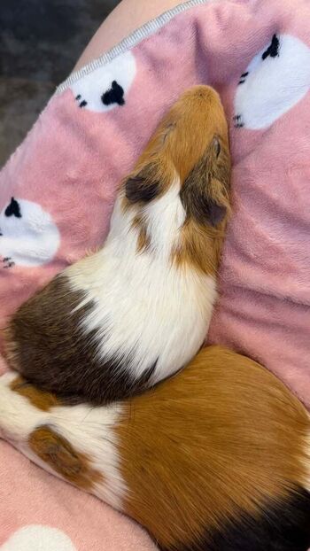 🔥 Catiescos  page leaked private photo uncensored full